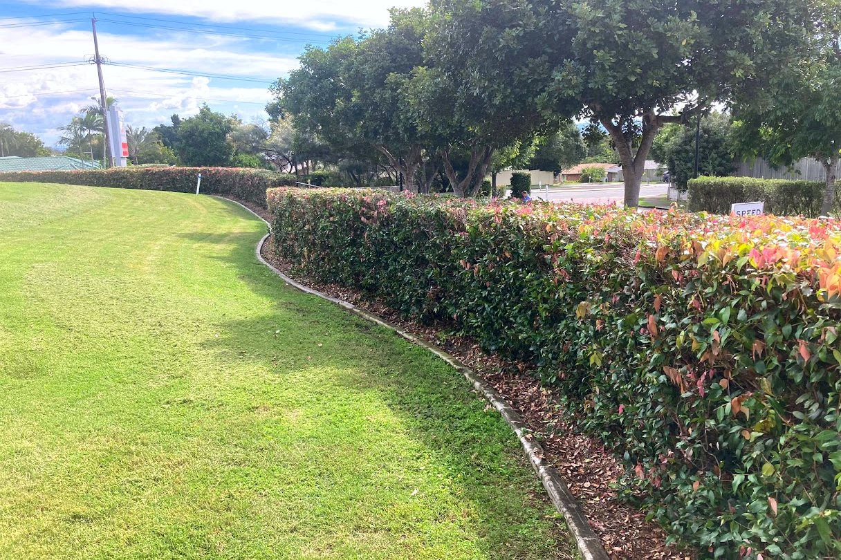 Edged strip of healthy mown lawn running beside a long hedge